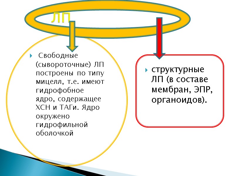 Свободные (сывороточные) ЛП построены по типу мицелл, т.е. имеют гидрофобное ядро, содержащее ХСН и